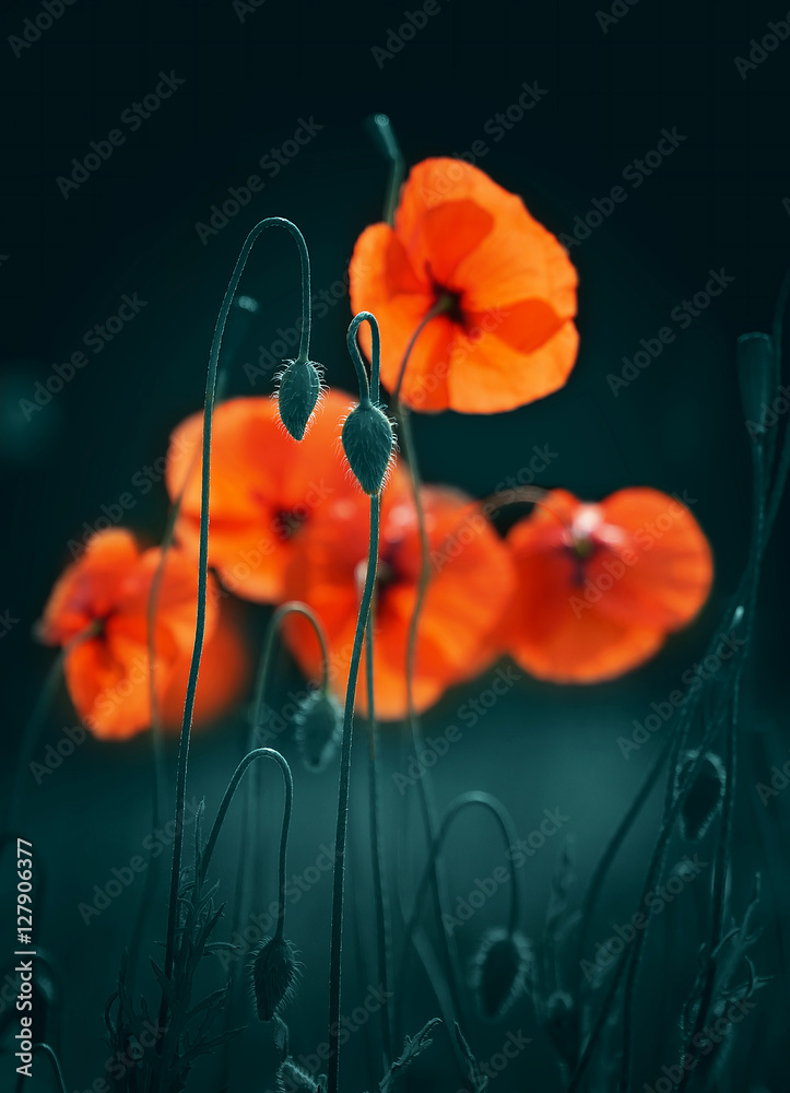 Beautiful red flowers and buds of poppies in spring in the outdoors in the summer evening. Bright elegant expressive artistic image, the soft blurred dark background close-up macro. - obrazy, fototapety, plakaty 