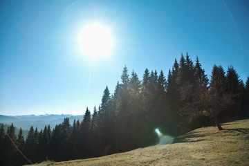 Wall Mural - Mountain landscape with trees.