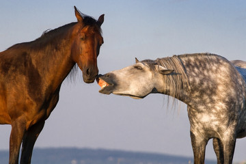 Two funny horse portrait against sky background