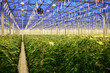 Tomato plantation in greenhouse