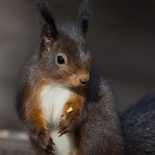 Dark Colour Variant Of A Red Squirrel