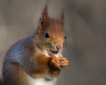 Smiling Red Squirrel
