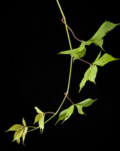 Leaves Of Vine