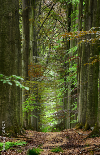 przejscie-w-zielonym-lesie-miedzy-bukami-leuven-belgia