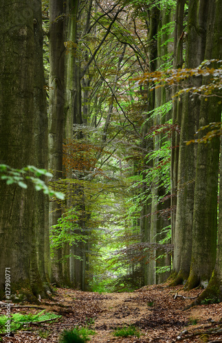 Naklejka na drzwi Walkway in a green Spring beech forest in Leuven, Belgium