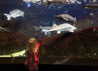 Wall Mural - little girl watching fishes in large aquarium