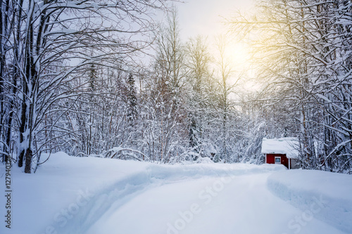 Fotografie, Obraz Winter forest with road and sunlight, big trees covered snow