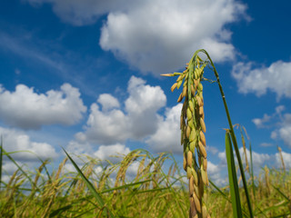 Closeup ear of rice