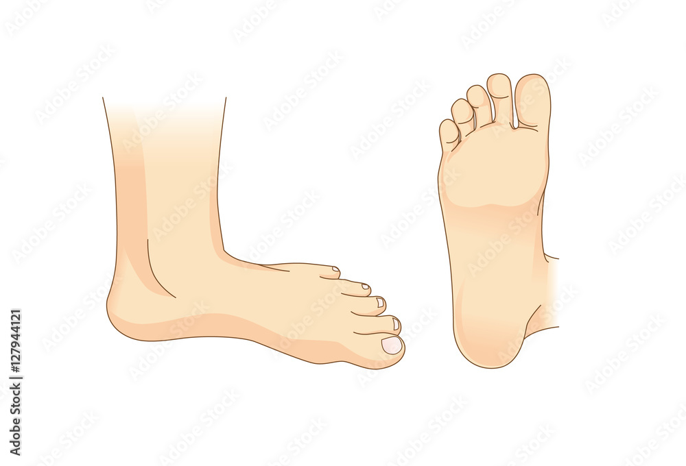 Foot vector in side view and bottom of foot. Illustration about foot care.