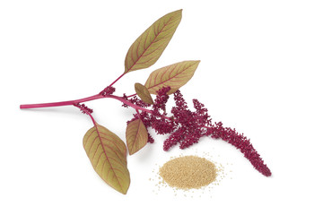 Wall Mural - Twig with amaranth flowers and a heap of seeds