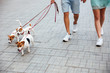 Couple walking three jack russell dogs on the street