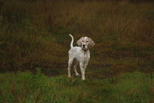 Pure Breed Setter Puppy Walking In The Autumn Field Like A Real Adult Hunter