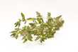 © TheFotos - sprigs of thyme isolated against white