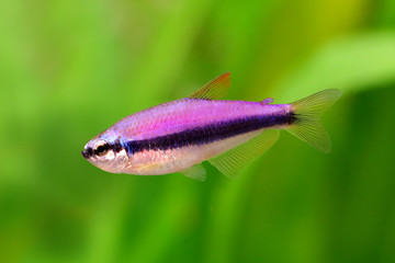 Sticker - Blue Emperor Tetra Inpaichthys kerri tropical aquarium fish 