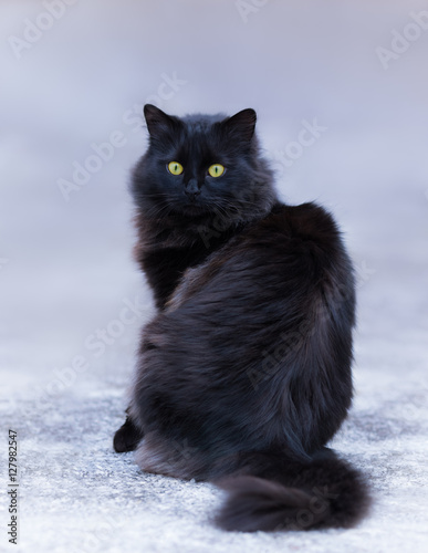 Black Long Haired Cat Buy This Stock Photo And Explore Similar