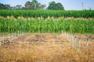 Sticker - green field of corn with  water system