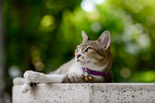 Tabby Laying On Side On Granite Table With Greenish Background