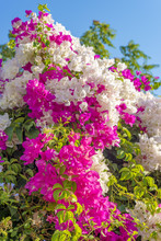 Beautiful Big Bougainvilleas Branches Full With Pink And White Blooming Flowers Against A Nice Blue Gradient Sky Background.