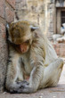 Monkey, The crab-eating macaque. A medium-sized monkey, brown ha