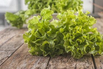 Wall Mural - Single lettuce head over rustic wooden background