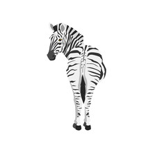 Zebra Illustration. Back View