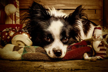 Dogs Christmas Greeting Card