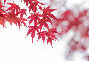 maple leaf red autumn tree blurred background