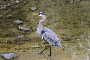 Blue Heron