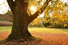 Sunrise Behind Large Old Tree With Leaves Scattered On The Ground Underneath