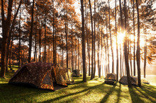 Camping And Tent Under The Pine Forest In Sunset At Pang Ung Pine Forest Park, Pang Ung Mae Hong Son, Thailand