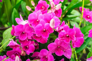 Wall Mural - close-up beautiful pink and purple orchid flower tree blooming in the garden.