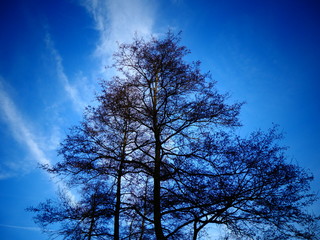 Herbstliche Bäume in blauen Himmel 2