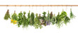 Fresh herbs hanging Basil rosemary thyme mint dill sage