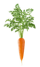 Vertical Single Carrot With Green Top Isolated On White