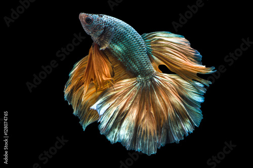 Carta da parati  Rhythmic of Betta fish, siamese fighting fish,isolated on black