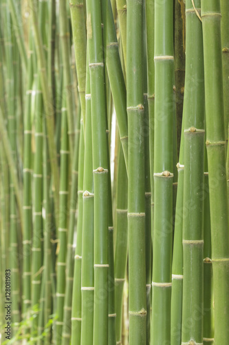 Bamboo background