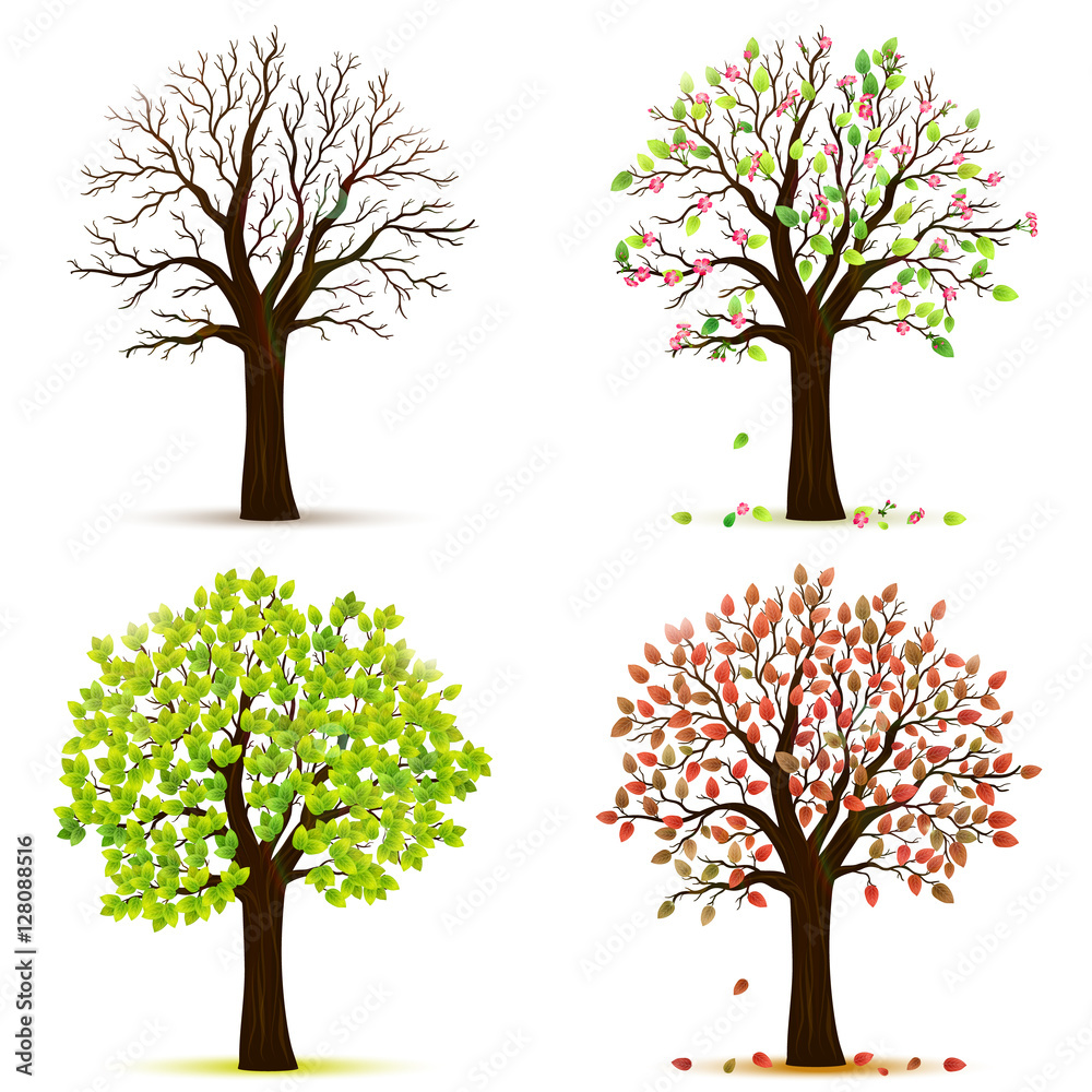 Four seasons trees vector Stock Vector | Adobe Stock