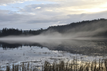  View over a lake with fog and reflections from forest and sky and seaweed in foreground, picture from the North of Sweden.