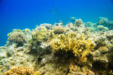 Fototapeta Do akwarium - beautiful and diverse coral reef of the red sea with fish