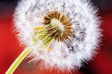 Taraxacum Officinale On A Red Blurred Background.