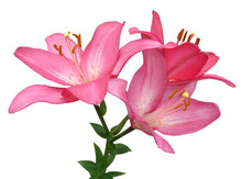 Pink Lilies On A White Background.