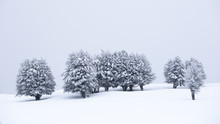 Snowy Trees In Barbagia, Sardinia, Italy