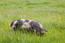 Spotted New Zealand Kunekune Pig Grazing On Meadow 