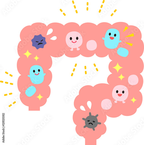 Valokuva  善玉菌が活発な大腸のイメージ