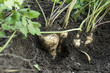 Parsnips in the garden. Woman pulls out parsnips
