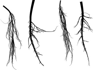 Wall Mural - four black root silhouettes isolated on white