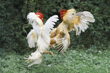 two full of cock fight spread its wings and fluffed feathers on green grass on the farm