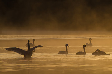 wilde zwaan in biesbosch