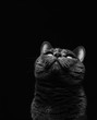 gray cat sits and looks in top on a black background, cat breed Russian blue, black and white photo