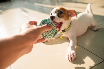 dog baby Jack russell terrier playing ball, Jack russell terrier